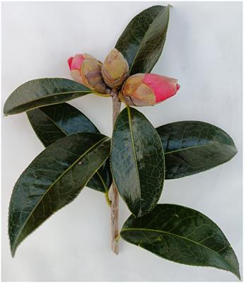 Endophytic bacteria in Camellia reticulata pedicels: isolation, screening and analysis of antagonistic activity against nectar yeasts